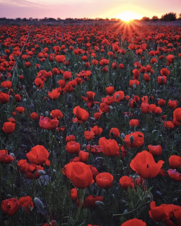 маковые поля верден