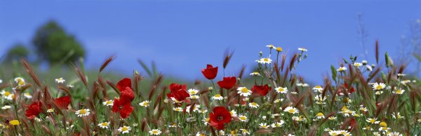 полевой цветок