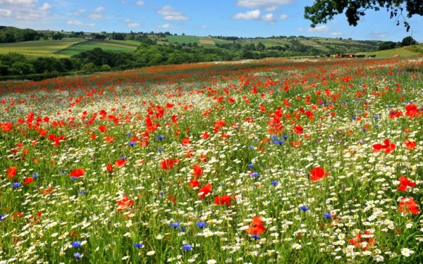 разнотравье луговой цветник