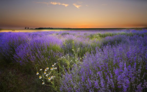 крым тургеневка лаванда
