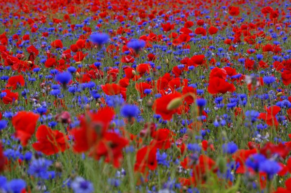 василек мак вьюнок