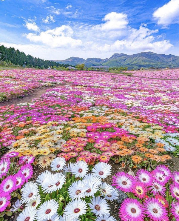 цветочный парк куджи япония