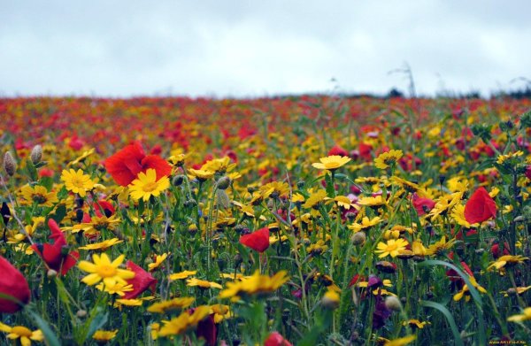 полей цветок