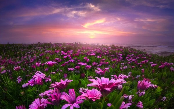 природа цветы