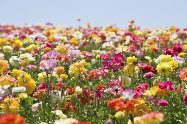 ranunculus asiaticus