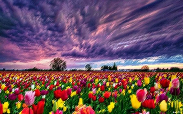 пейзаж с тюльпанами