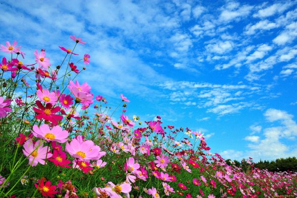 cosmos flower