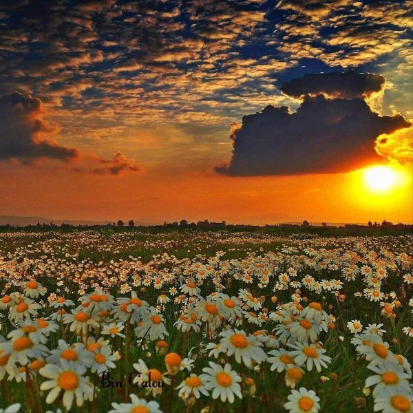 закат на поляне