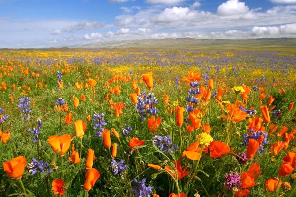 desert wildflowers