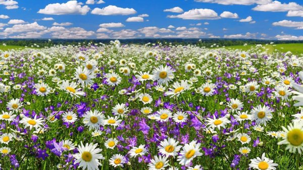 поле ромашек