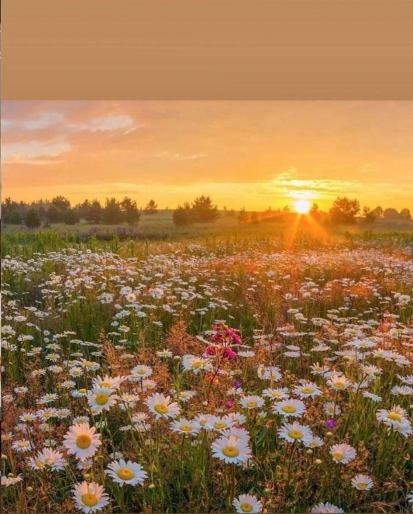 лето рассвет