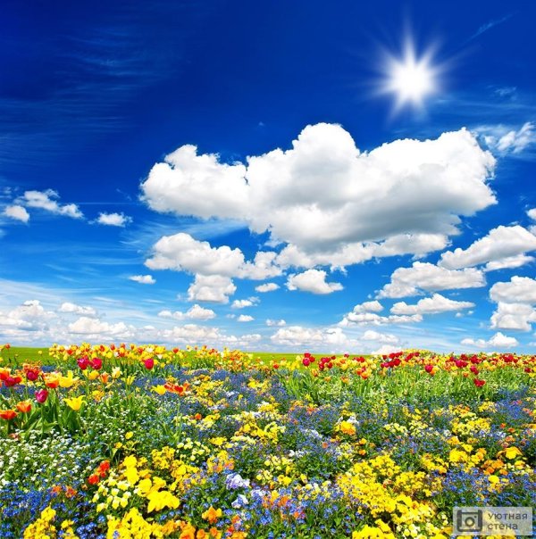 полей цветок