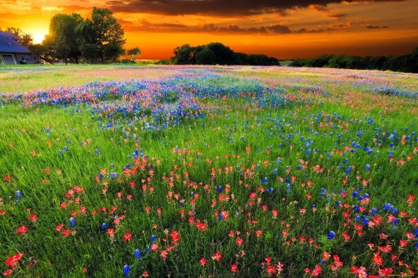 Поле с цветами