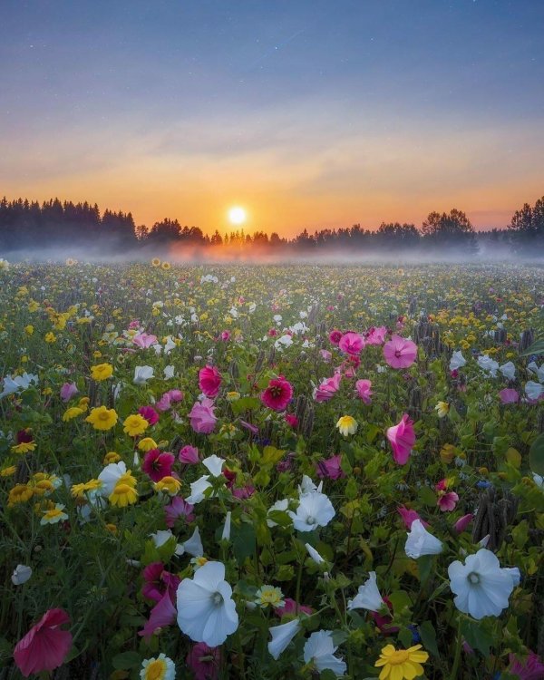flower field