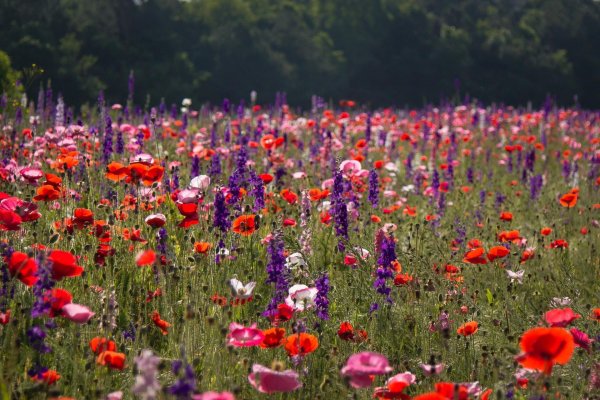 цветы крыма полевые дельфиниум