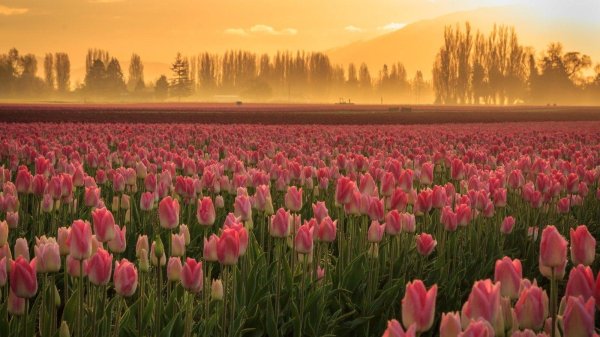 долина тюльпанов в голландии