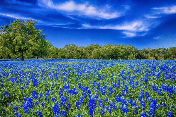 texas bluebonnet