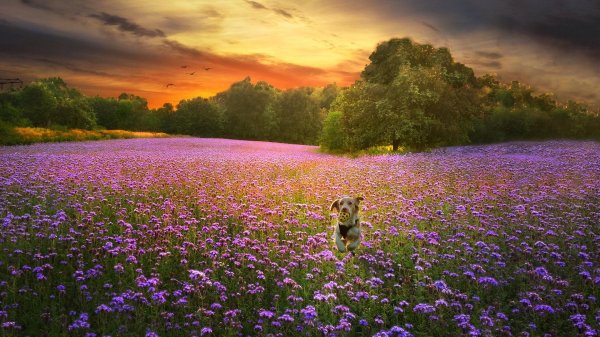 природа закат