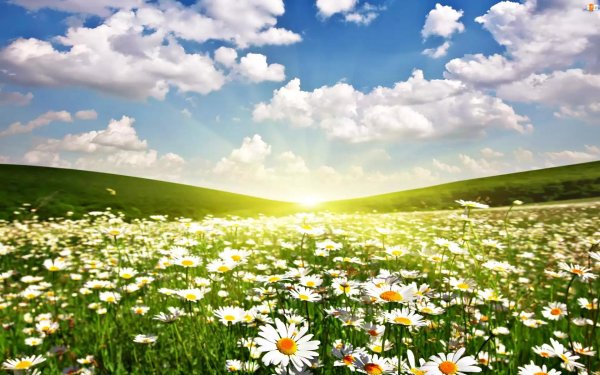 пейзаж с ромашками