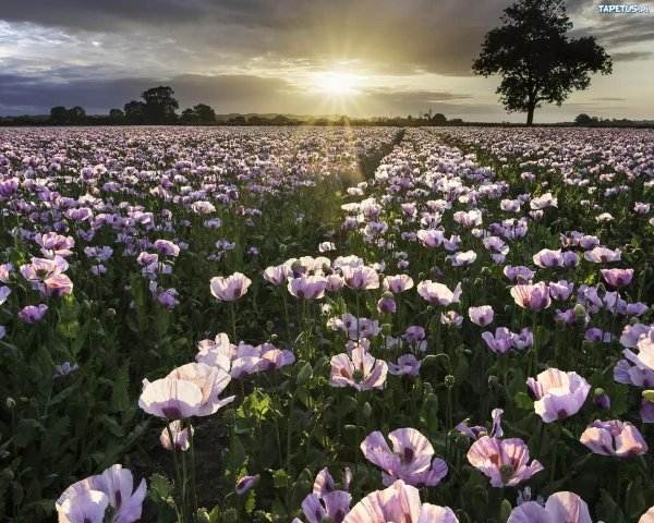 полей цветок