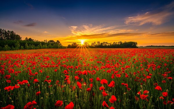 маки на закате