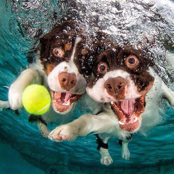 сет кастил собаки под водой