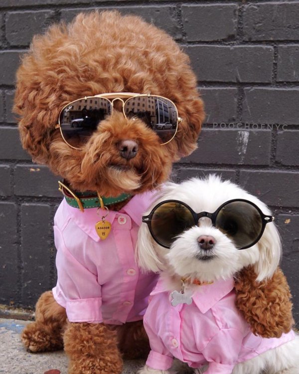 модная собачка