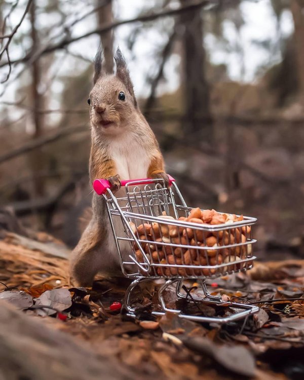 запасливые белки