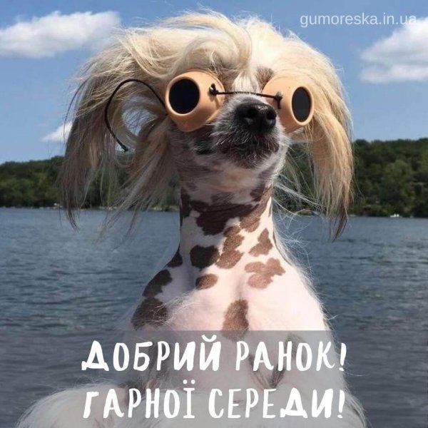 китайская хохлатая