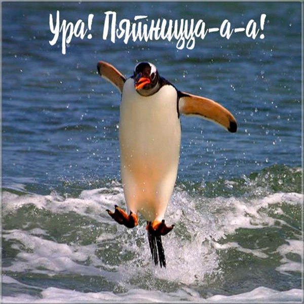 пингвин прыгает