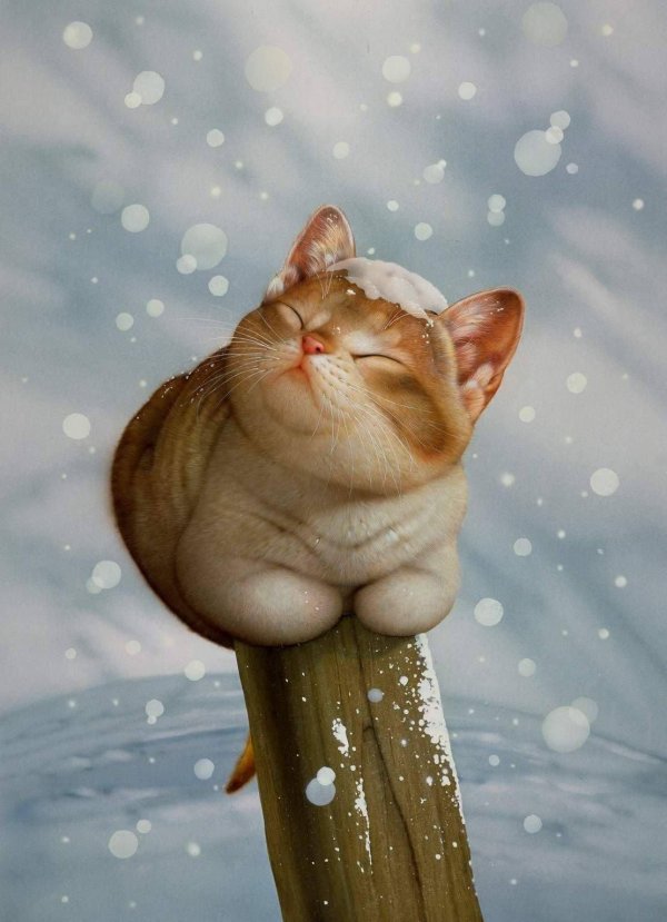 макото мурамацу