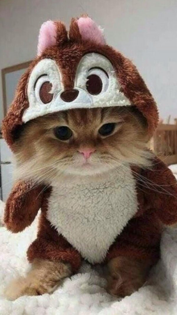 милые и смешные котики