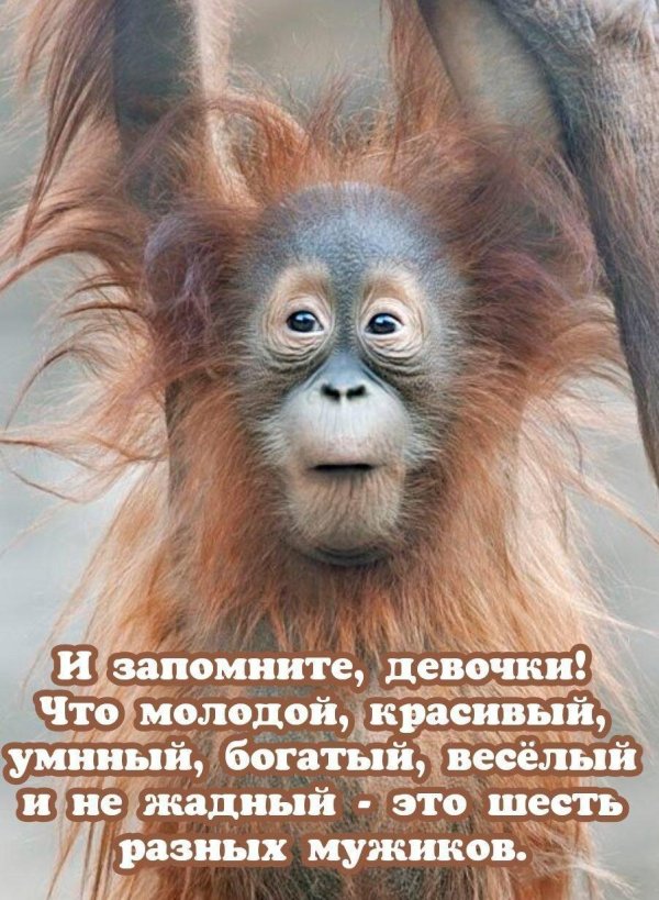 орангутанг хвост