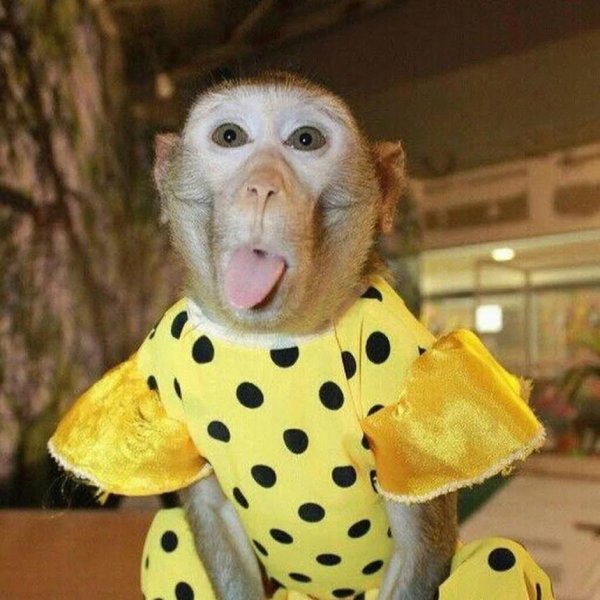 мартышка показывает язык