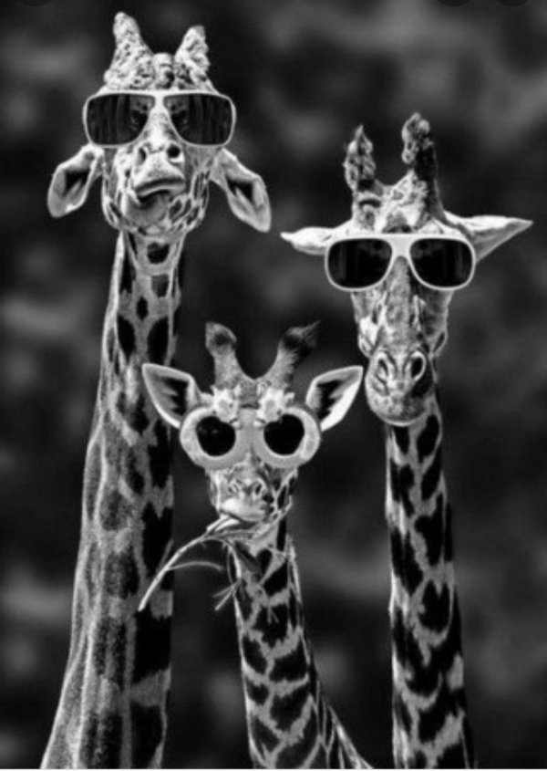 жираф картина