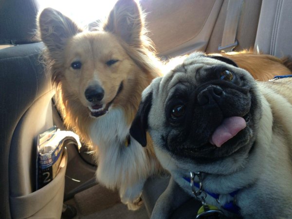 две смешные собаки