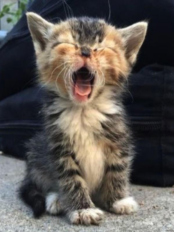 забавные котята