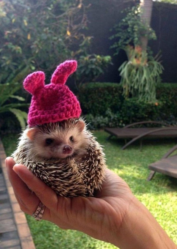 прикольный ежик