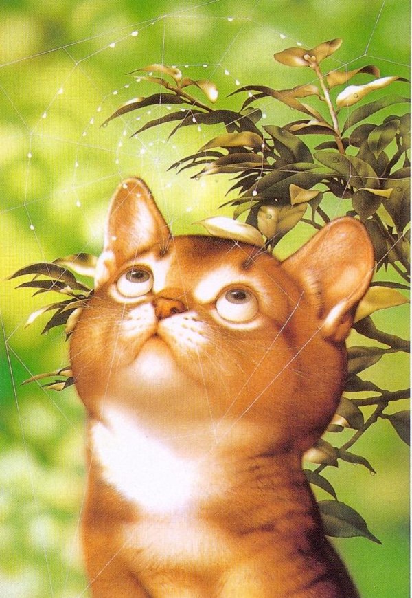 макото мурамацу