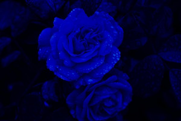 синее розы