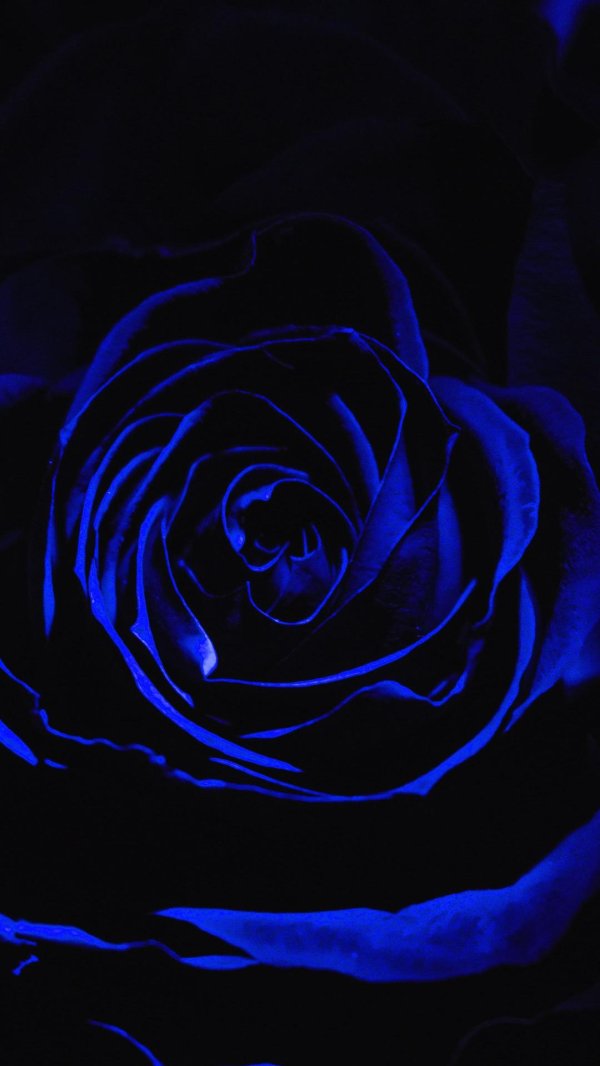 синяя роза на черном фоне