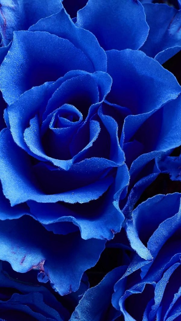 голубые розы сантори