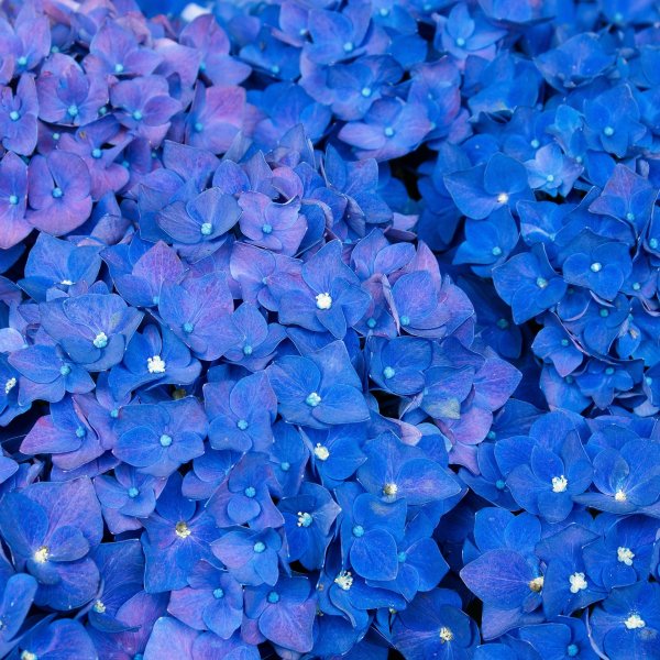 голубые гортензии