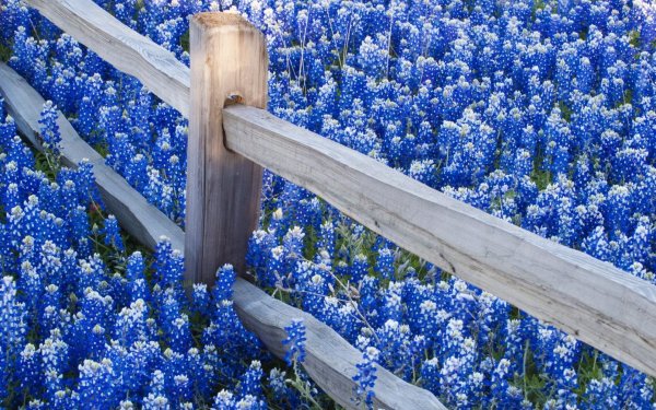 texas bluebonnets