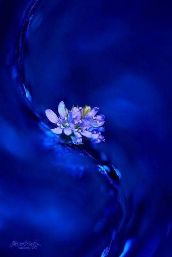 цветок голубой