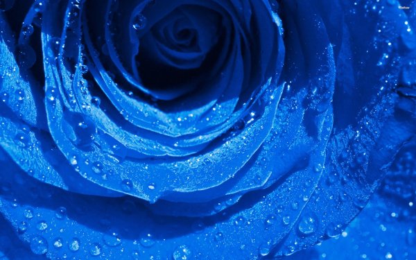 роза ультрамарин