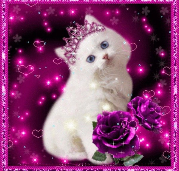 котики открытка