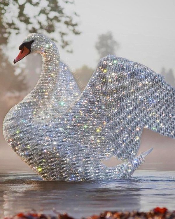 бриллиантовый лебедь