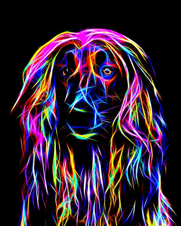 цветные животные