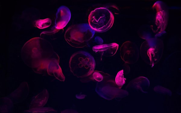 фиолетовая медуза